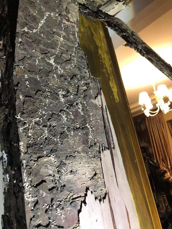 滅白蟻現(xiàn)場(chǎng)(圖4)