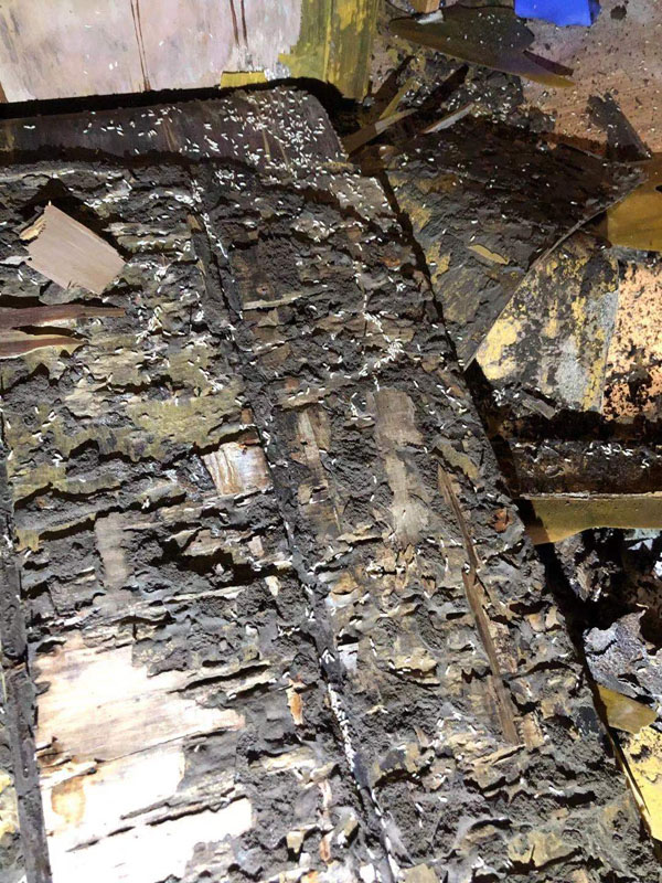 滅白蟻現(xiàn)場(chǎng)(圖6)